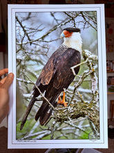 Load image into Gallery viewer, Northern Crested Caracara