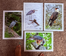 Load image into Gallery viewer, Birds Of Texas (Print Pack of 4)