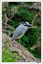 Load image into Gallery viewer, Yellow Crowned Night Heron