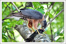Load image into Gallery viewer, Birds Of Texas (Print Pack of 4)