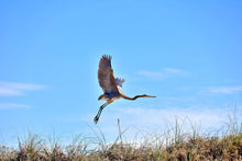 Load image into Gallery viewer, Art Print - Fly Away Home