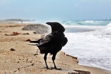 Load image into Gallery viewer, Art Print - The Raven