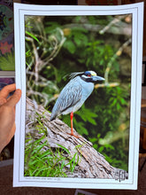 Load image into Gallery viewer, Yellow Crowned Night Heron
