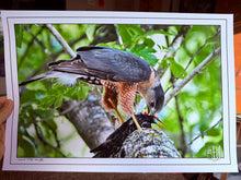 Load image into Gallery viewer, Birds Of Texas (Print Pack of 4)
