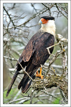 Load image into Gallery viewer, Northern Crested Caracara
