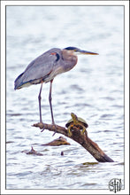 Load image into Gallery viewer, The Turtle &amp; The Heron
